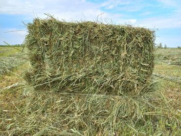 прием кукурузы цена: Продаю клевер в тюках с поля 0 т штук . Цена 160 сом . Адрес
