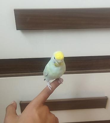ev piwikleri: Məhsul: Dalmatian rəngli dalğalı papuqay (bajırıq) Təsvir: - Növ — 2