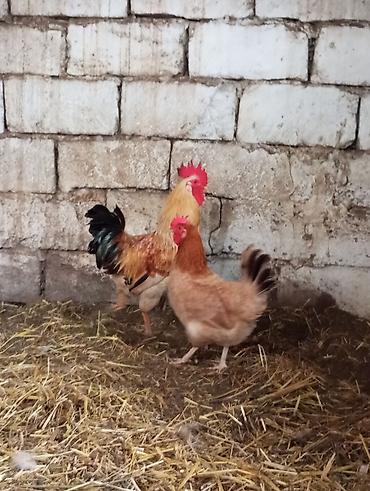 cuce satiwi: Salam 1dənə kənd xoruzu və1dənə toyuqu cüt satılır ünvan maşdaxa — 2