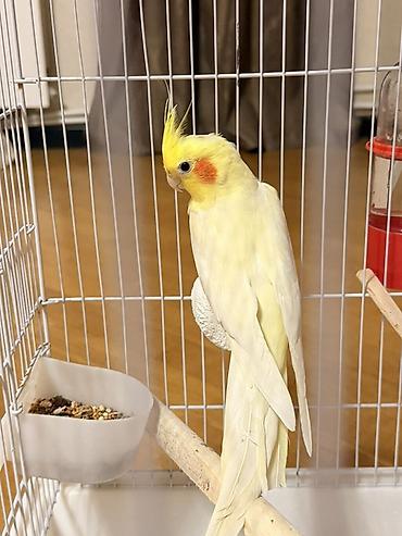 qara toyuq quşu: Məhsul: Sarı rəngli nimfa (cockatiel) tutuquşu Təsvir: - Gözoxşayan — 1