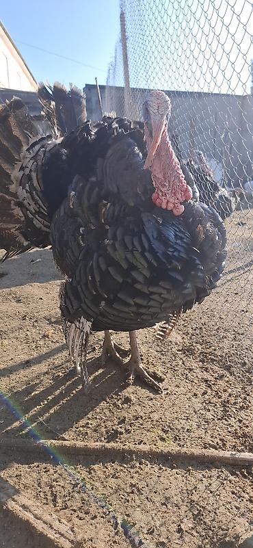 Hinduşka: Erkək, Amerika, Damazlıq, Ünvandan götürmə, Ödənişli çatdırılma — 5