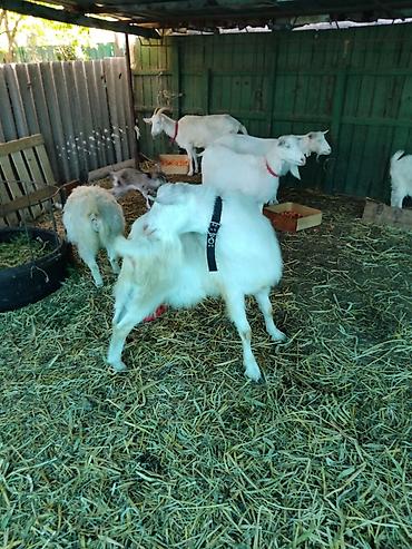 Козы, козлы: Продаю | Коза (самка), Козёл (самец), Козлёнок | Зааненская, Битал | Для разведения, Для молока | Племенные, Котные, Осеменитель — 6