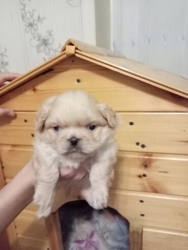 heyvan yemlərinin satışı: Pekines, 1 ay, Erkek, Cütləşmə üçün, Pulsuz çatdırılma, Ödənişli çatdırılma, Rayonlara çatdırılma