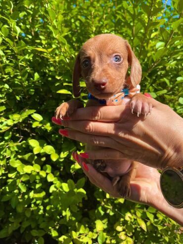 Psi: Odgajivacnica pasa "Happy Puppies" ima u ponudi patuljaste jazavicare — 4