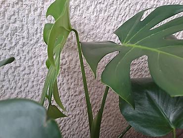 Ostale kućne biljke: Chlorophytum, velika,raskosna biljka sa prve slike je 3000 — 9