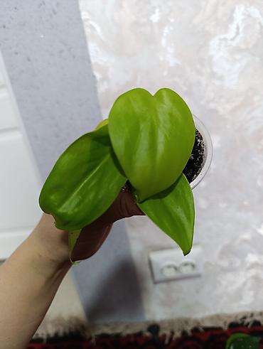 Сингониумы: Распродажа сортовых и редких комнатных растений, цены и названия — 24