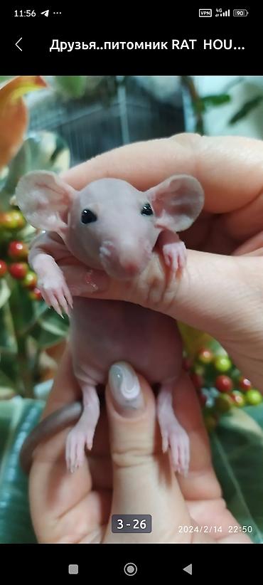 хомяки ош: Привет друзья. в питомнике Rat hause Love, родились новые детки — 2