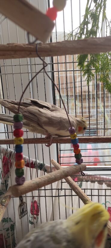 Tutuquşları: 40 man. istəyən seçib ala bilər — 7