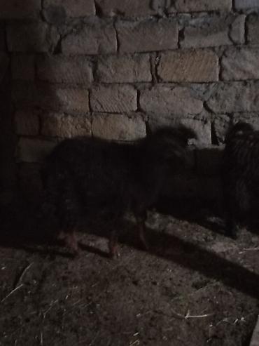 Mal-qara: Məhsul: 2 baş qara rəngli keçi 1 erkəy 1dişi 20 22 kilo diri — 5