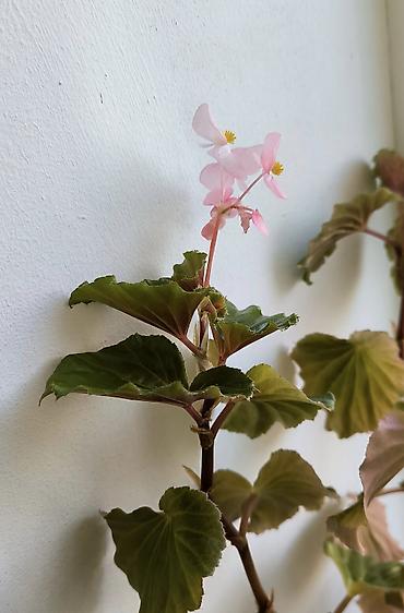 Otaq bitkiləri: 🌱 Begonia zoğları satılır! 6 ədəd zoğ — 1,50 AZN. 🌸 Çiçəkləri — 4