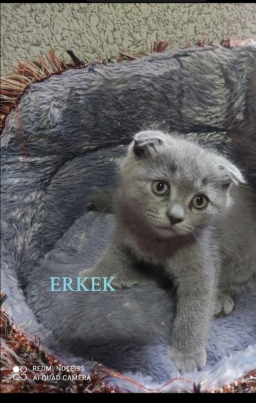 pişik sahiblenmek: Şotland, Erkək, Dişi, Yaxşı əllərə, Ünvandan götürmə