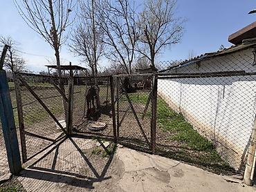 Продажа коттеджей и домов: Срочно
село Чалдовар, улица Советская 280 at lalafo.kg — 19 Продажа коттеджей и домов: Срочно
село Чалдовар, улица Советская 280 — 19