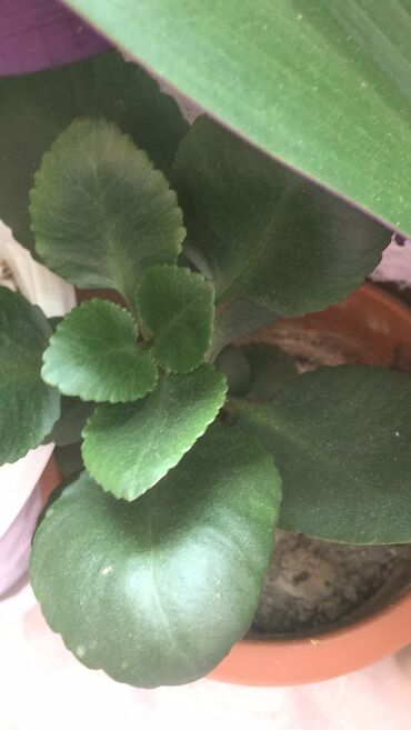 Otaq bitkiləri: Otaq bitkiləri — 3