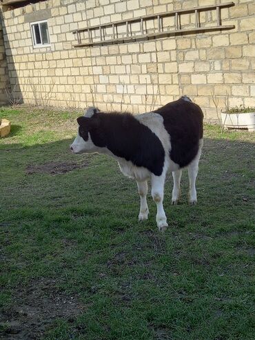 Dana, buzov: 5 ayliq holstein dişi dana