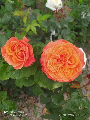 Şitillər: Məhsul: Bağ bitkiləri və meyvə fidanları seçimi - Hibiskus (Rose of — 81