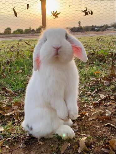 dovşan satişi: Holland lop dovşanları salılır 3 ədəd erkəy damazlıq 10 aylıq. bir