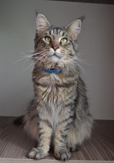 вислоухий сиамский кот: Кот мейн-кун для вязки. Maine Coon - мейн кун - meyn kun . У самца