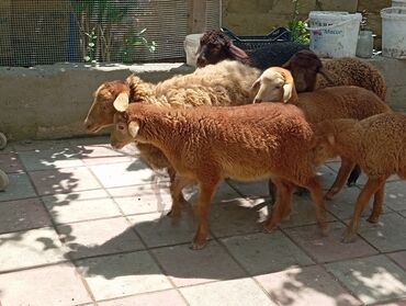qurbanlıq quzular: Quzu, Dişi, Qala, ay: 4, 1 kq, Damazlıq, Ünvandan götürmə