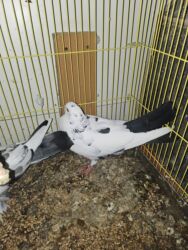 Göyərçinlər: Satlìr əbreşle əbreş cütt — 6