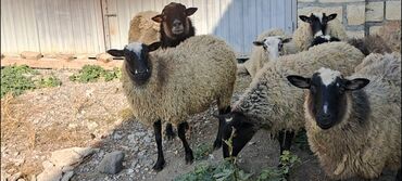 Qoyunlar, qoçlar: Salam Satır Ramanov qoyunları Boğaz. damazlığ 4 tişi 3 erkəydi -da lalafo.az — 4 Qoyunlar, qoçlar: Salam Satır Ramanov qoyunları Boğaz. damazlığ 4 tişi 3 erkəydi — 4