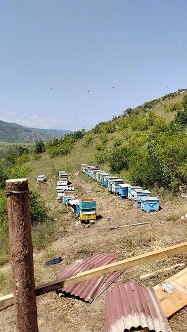 şam balı: Məhsul: Təbii dağ balı (şüşə bankalarda) Təsvir: - Yüksək dağlıq — 7