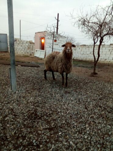 Qoyunlar, qoçlar: Məhsul: Qoyunlar - Növ: Yerli (ehtimalən qaragül/yağlı quyruq tipli) — 5