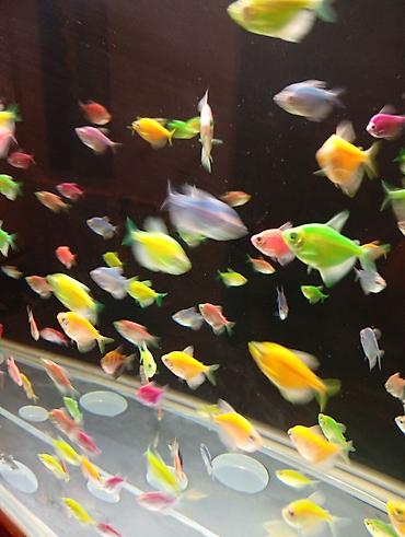 ucuz akvarium baliqlari: Glofish, Sülhsevər — 3