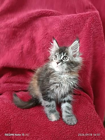 котёнок в хорошие руки: Мейн-Куны!!!🥰🥰🥰 Продаются Чистокровные,Шикарные котята!Три девочки — 5