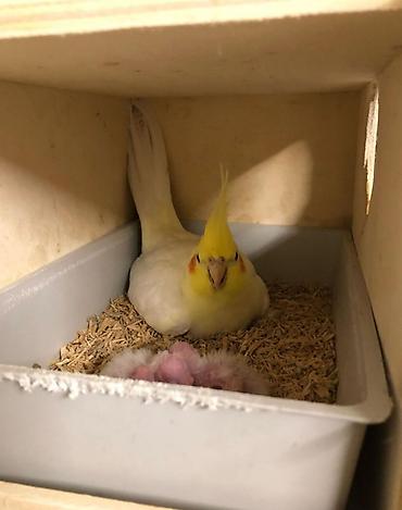 Tutuquşları: Salam. TAM SAĞLAM VİTAMİNLƏR PROFESSİONAL BİT DƏRMANİ VURULUB VƏ — 22