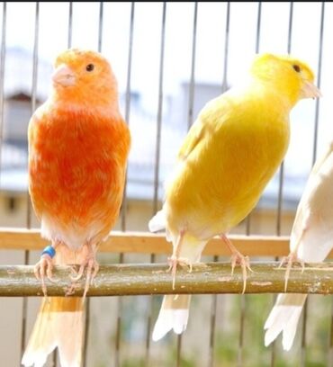 Птицы: Канарейки красно -желтая готовая пара, самец поющий, самка по 4 шт