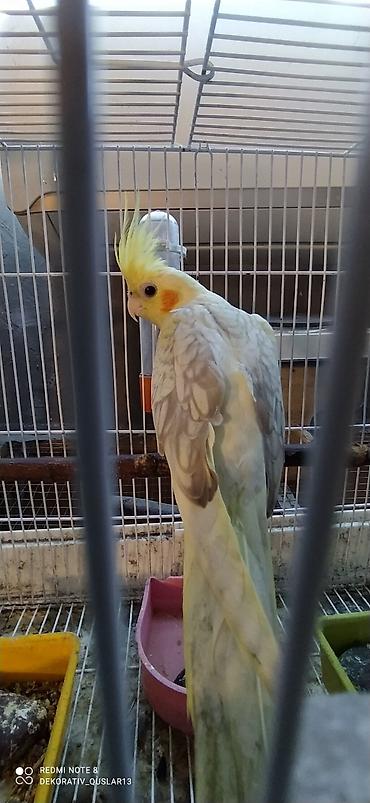 Tutuquşları: Salam. valnisti ve cex cexden donme cex vistivkanin qarisigi adi ile — 5