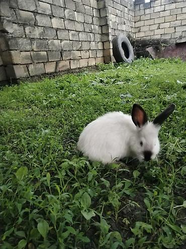 mal qara fermalari: Ağ rəngli, qulaq və burun hissələri tünd rəngli dovşan. Yumşaq və sıx — 3