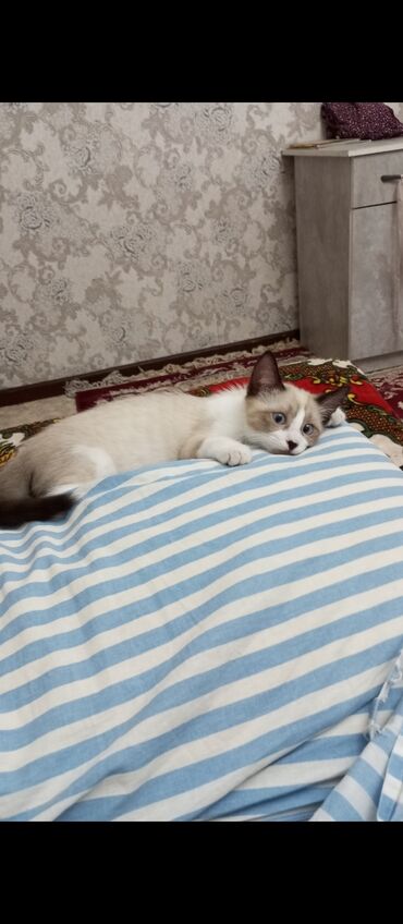 котята отдам в добрые руки: Кошка даром: Сиамская, 4 месяца, Мальчик, Приучена к лотку