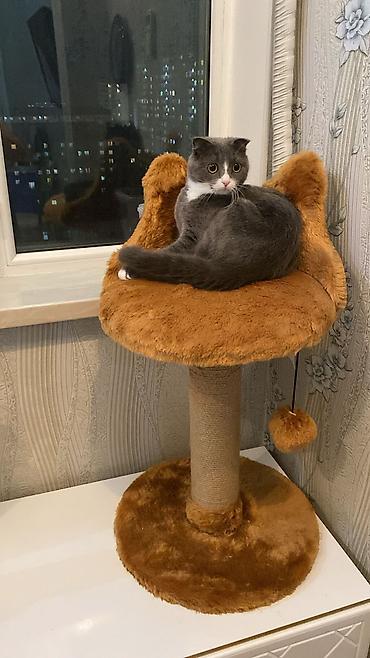 Pişiklər: Britan — 6