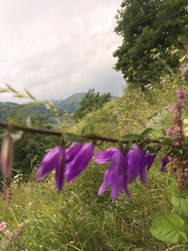 Bal: Kəlbəcər balı – dağ-çiçək və yaylaq balı, həmçinin çökə (linden) balı -da lalafo.az — 15 Bal: Kəlbəcər balı – dağ-çiçək və yaylaq balı, həmçinin çökə (linden) balı — 15