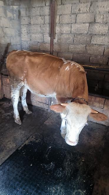 simmental inək cinsi: Dana, buzov, Dişi, Simental, ay: 1, 180 kq, Ətlik, Damazlıq, Südlük, Ünvandan götürmə — 3
