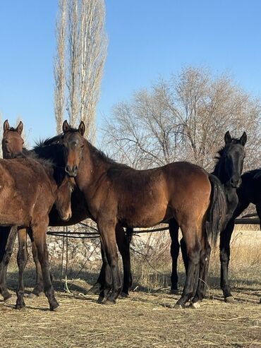 Лошади, кони: Продаю | Жеребец | Для разведения — 6