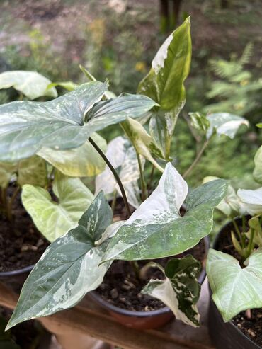 Otaq bitkiləri: Her nov guler var endirimnen verecem Gencedi istiyen yazsin satiş -da lalafo.az — 1 Otaq bitkiləri: Her nov guler var endirimnen verecem Gencedi istiyen yazsin satiş — 1