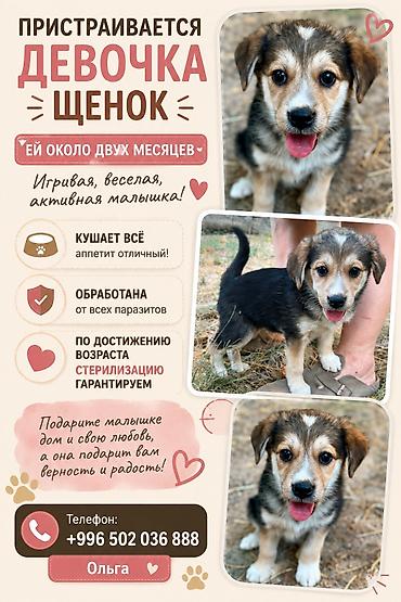 Собака даром: Дворняжка, 2 месяца, Самка