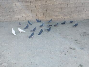 xacmaz heyvan bazari: Kom quşlar satılır 3 manatdan real alıcılar əlaqə saxlasın 18denedi