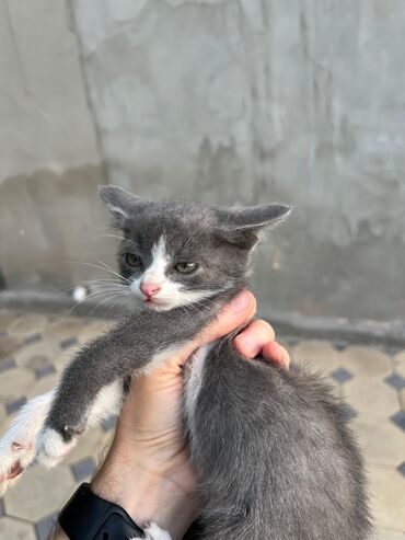 Кошки: Кошка даром: Беспородная, 1 месяц, Мальчик, Проглистована
