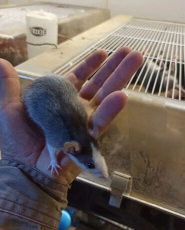 домашняя крыса: Декоративные крысы Дамбо - хаски. Мальчики. Вывоз в центре города