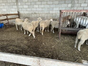 продаю музоо торпок корова самка бык самец айрширская ангус алатауская на забой для разведения на откорм племенные нетель привязанные: Продаю | Овца (самка), Ягненок, Баран (самец) | Меринос