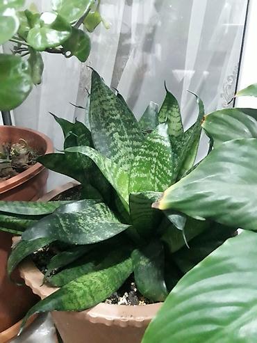 gül toxum satışı: Spathiphyllum (Sülh Zanbağı) – otaq bitkisi - Növ: Spathiphyllum — 5
