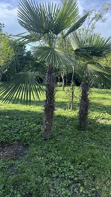 Деревья: Trachycarpus fortunei (yelpik formalı yarpaqlı xurma palmaları) – — 5