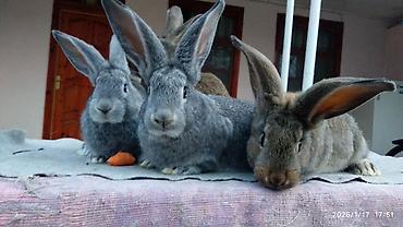 Dovşanlar: FLANDR (Belçika nəhəngi) – İri ölçü, yüksək gəlir! Təmiz qanlı Flandr — 13