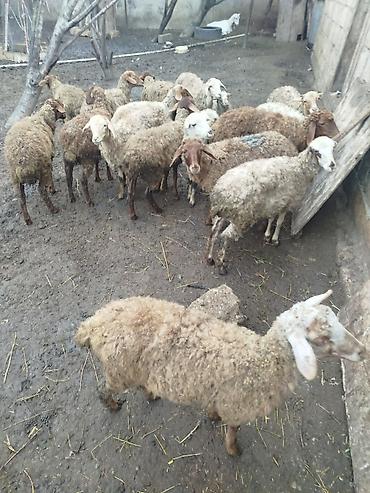 etlik cuce satisi: Qoyun sürüsü satılır 30 quzudu biri 185 lə son qiymedi - Növ — 1