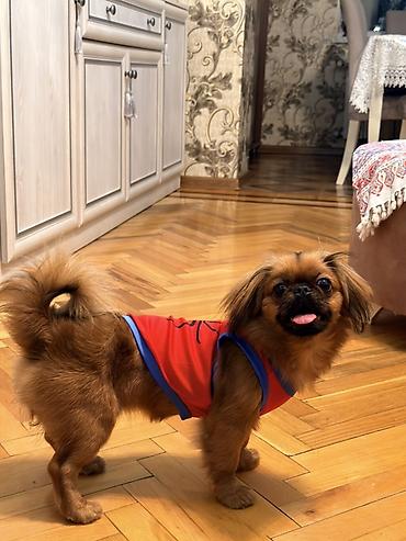 Pekines, 7 ay, Dişi