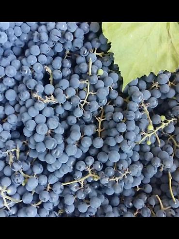 виноград бишкек: Продается винный виноград Изабелла Оптом.Самосбор.

 вацап — 1