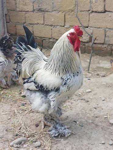 brama toyuqları: Cins xoruz – ağır çəkili, tüklü ayaqlı, iri bədənli. - Rəng: gümüşü-ağ — 1